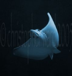 Bora Bora, French Polynesia. Eagle Ray on a drift dive. T... by Christopher Ward 